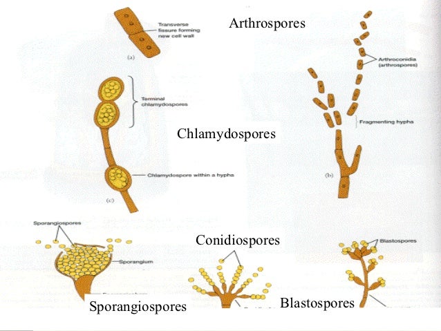 Chap 3 fungal reproduction