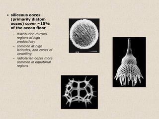 • siliceous oozes
  (primarily diatom
  oozes) cover ~15%
  of the ocean floor
  – distribution mirrors
    regions of high
    productivity
  – common at high
    latitudes, and zones of
    upwelling
  – radiolarian oozes more
    common in equatorial
    regions
 