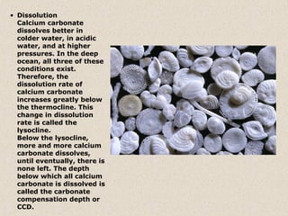 • Dissolution
  Calcium carbonate
  dissolves better in
  colder water, in acidic
  water, and at higher
  pressures. In the deep
  ocean, all three of these
  conditions exist.
  Therefore, the
  dissolution rate of
  calcium carbonate
  increases greatly below
  the thermocline. This
  change in dissolution
  rate is called the
  lysocline.
  Below the lysocline,
  more and more calcium
  carbonate dissolves,
  until eventually, there is
  none left. The depth
  below which all calcium
  carbonate is dissolved is
  called the carbonate
  compensation depth or
  CCD.
 