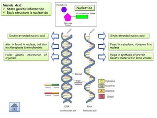 Nucleotide
Nucleic Acid
 Store genetic information
 Basic structure is nucleotide
Double-stranded nucleic acid Single-stranded nucleic acid
Mostly found in nucleus, but also
in chloroplasts & mitochondria
Found in cytoplasm, ribosome & in
nucleus
Holds genetic information of
organism
Helps in synthesis of protein
Genetic material for some viruses
 