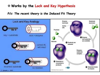  Works by the Lock and Key Hypothesis
P/s: The recent theory is the Induced Fit Theory
 