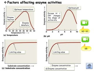 Enzyme
denature
Enzyme
inactive
Optimum temperature
Optimum pH
Excess H+ /
OH- changes
the shape of
active site
Limiting value Limiting value
Enzyme concentration
d) Enzyme concentration
 Factors affecting enzyme activities
(a) – (c)
(d)
 