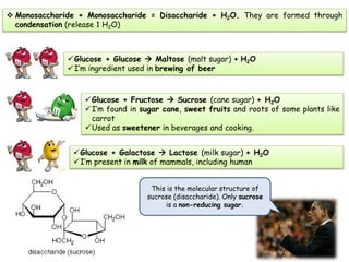  Monosaccharide + Monosaccharide = Disaccharide + H2O. They are formed through
condensation (release 1 H2O)
Glucose + Glucose  Maltose (malt sugar) + H2O
I’m ingredient used in brewing of beer
Glucose + Fructose  Sucrose (cane sugar) + H2O
I’m found in sugar cane, sweet fruits and roots of some plants like
carrot
Used as sweetener in beverages and cooking.
Glucose + Galactose  Lactose (milk sugar) + H2O
I’m present in milk of mammals, including human
This is the molecular structure of
sucrose (disaccharide). Only sucrose
is a non-reducing sugar.
 