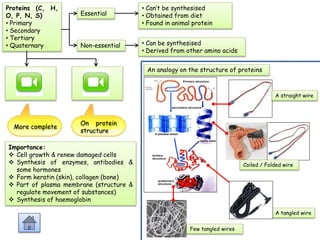 Proteins (C, H,
O, P, N, S)
• Primary
• Secondary
• Tertiary
• Quaternary
Importance:
 Cell growth & renew damaged cells
 Synthesis of enzymes, antibodies &
some hormones
 Form keratin (skin), collagen (bone)
 Part of plasma membrane (structure &
regulate movement of substances)
 Synthesis of haemoglobin
Essential
Non-essential
• Can’t be synthesised
• Obtained from diet
• Found in animal protein
• Can be synthesised
• Derived from other amino acids
An analogy on the structure of proteins
A straight wire
Coiled / Folded wire
A tangled wire
Few tangled wires
More complete
On protein
structure
 