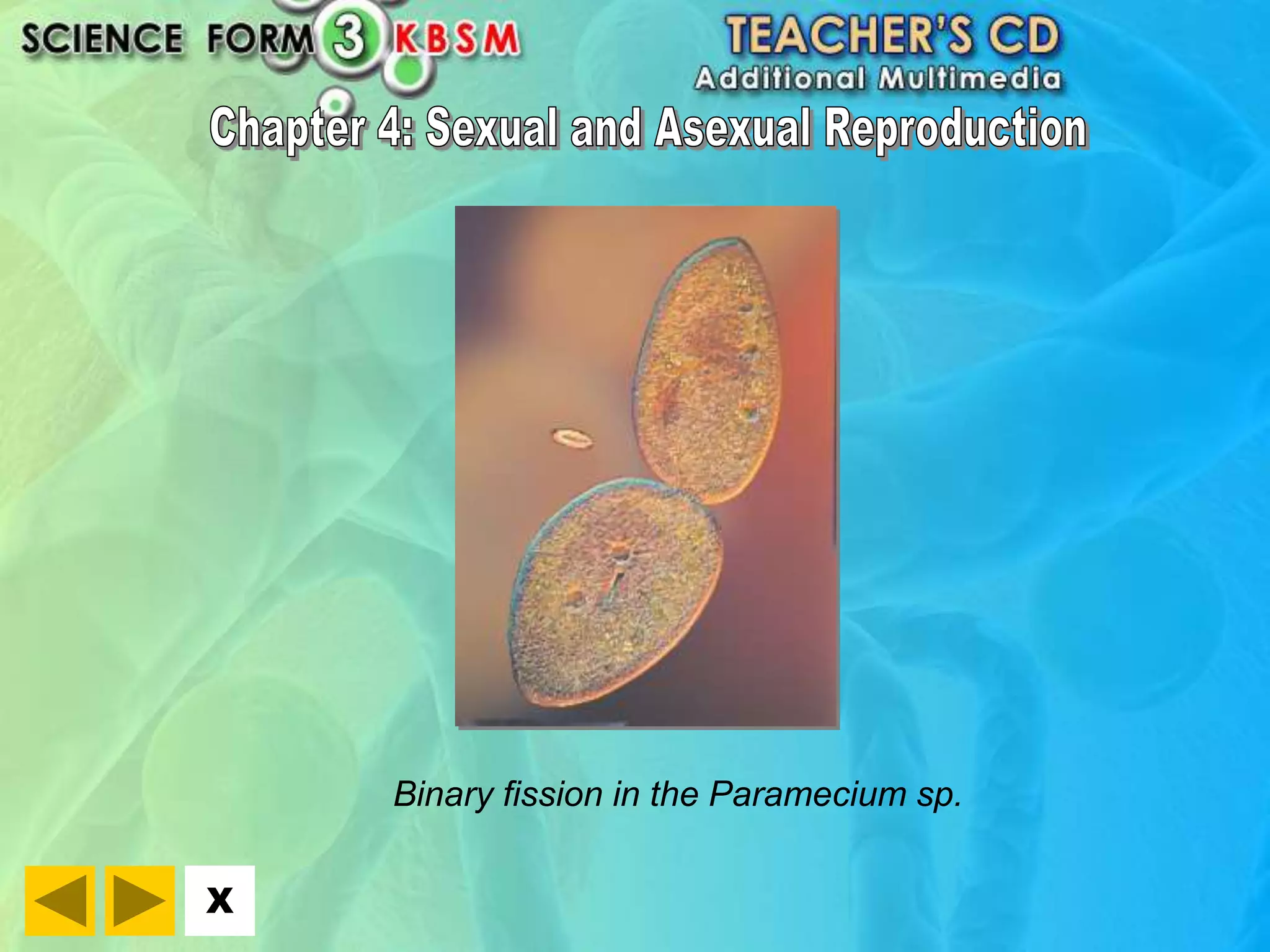 X 
Binary fission in the Paramecium sp. 
 