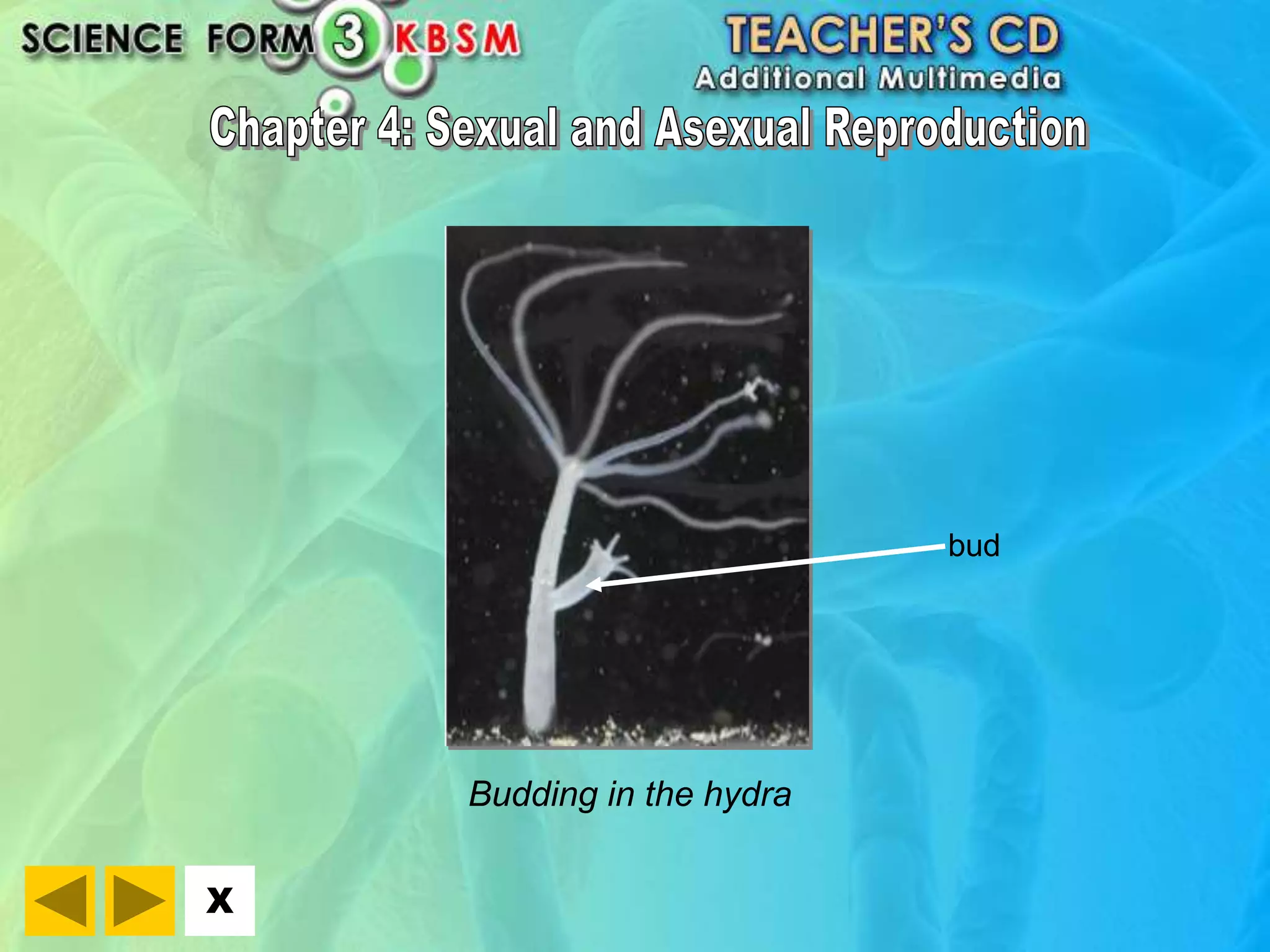 X 
Budding in the hydra 
bud 
 