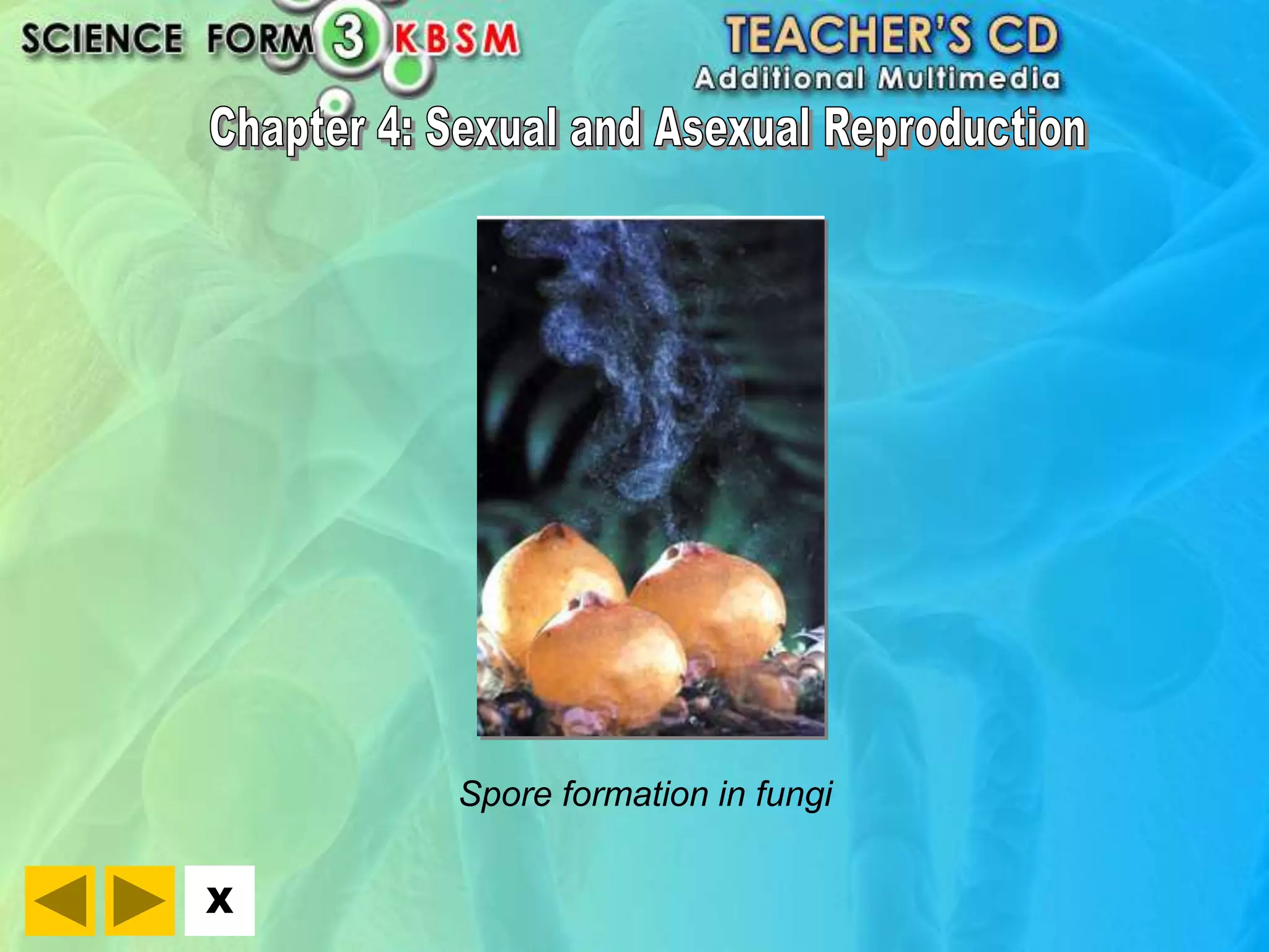 X 
Spore formation in fungi 
 