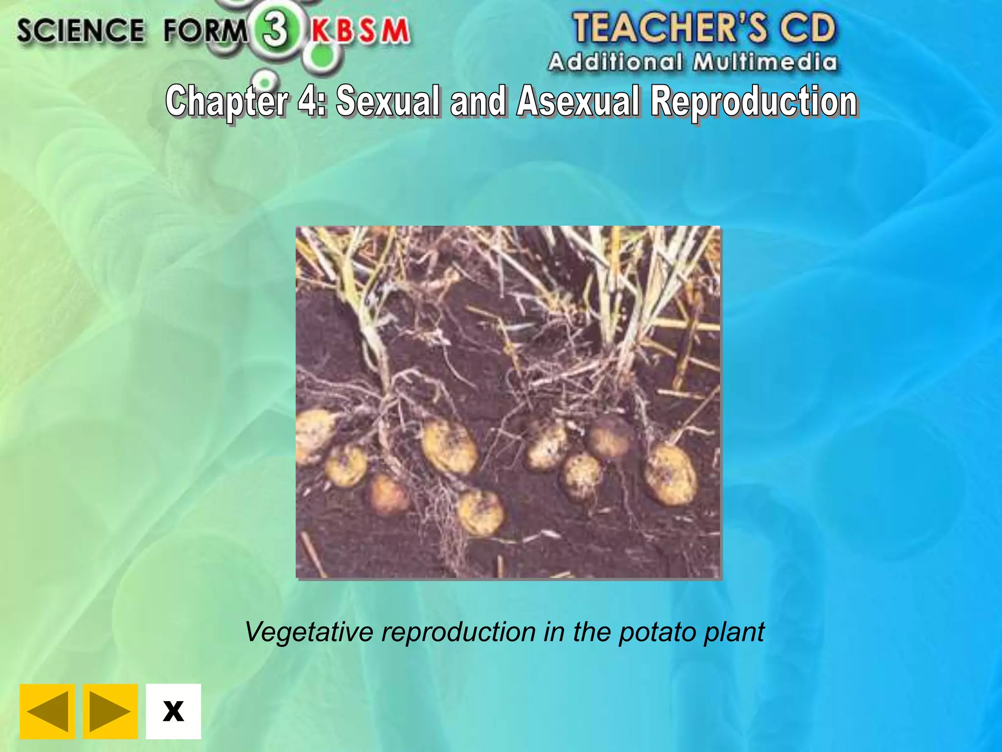 X 
Vegetative reproduction in the potato plant 
 