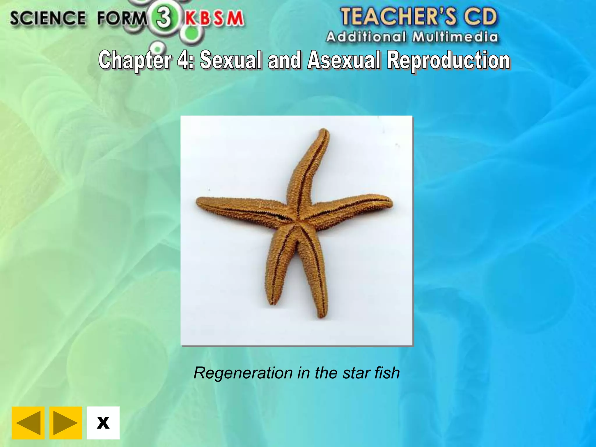 X 
Regeneration in the star fish 
 