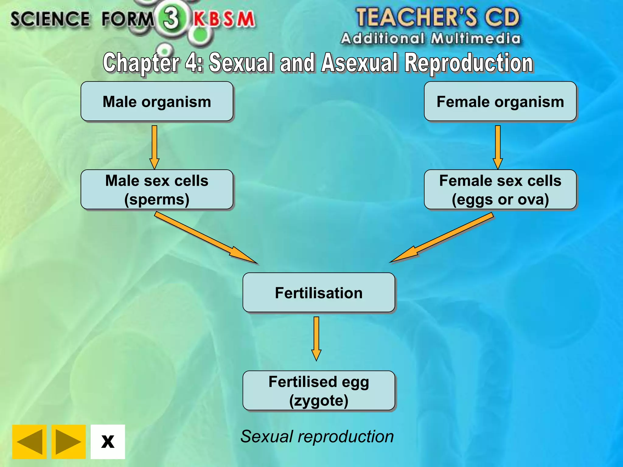 Male organism 
Male sex cells 
X 
(sperms) 
Female organism 
Female sex cells 
(eggs or ova) 
Fertilisation 
Fertilised egg 
(zygote) 
Sexual reproduction 
