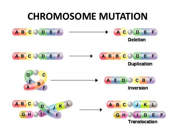 MIC150 - Chap 4 Mutation