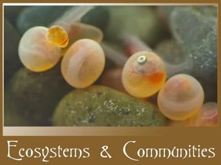 M&L Biology Chap 4 Ecosystems & Communities