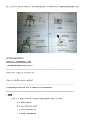 Lets us carry out experiment how to test for the presence of starch in leaves if photosynthesis take place.
ANSWER ALL QUESTIONS.
TEST FOR THE PRESENCE OF STARCH
1. Which end product is being tested ?
……………………………………………………………………………………………………………………………………………………..
2. What is the purpose of boiling the leaf ?
………………………………………………………………………………………………………………………………………………………
3. Why is the leaf immersed in alcohol?
……………………………………………………………………………………………………………………………………………………….
4. State one precaution that must be taken during this experiment ?
………………………………………………………………………………………………………………………………………………………
5. KBAT
A leaf to be tested for starch has to be boiled in alcohol. Why is this done?
A. to soften the leaf
B. to remove the chlorophyll
C. to kill the cells of the leaf
D. to dissolve the cell walls
 