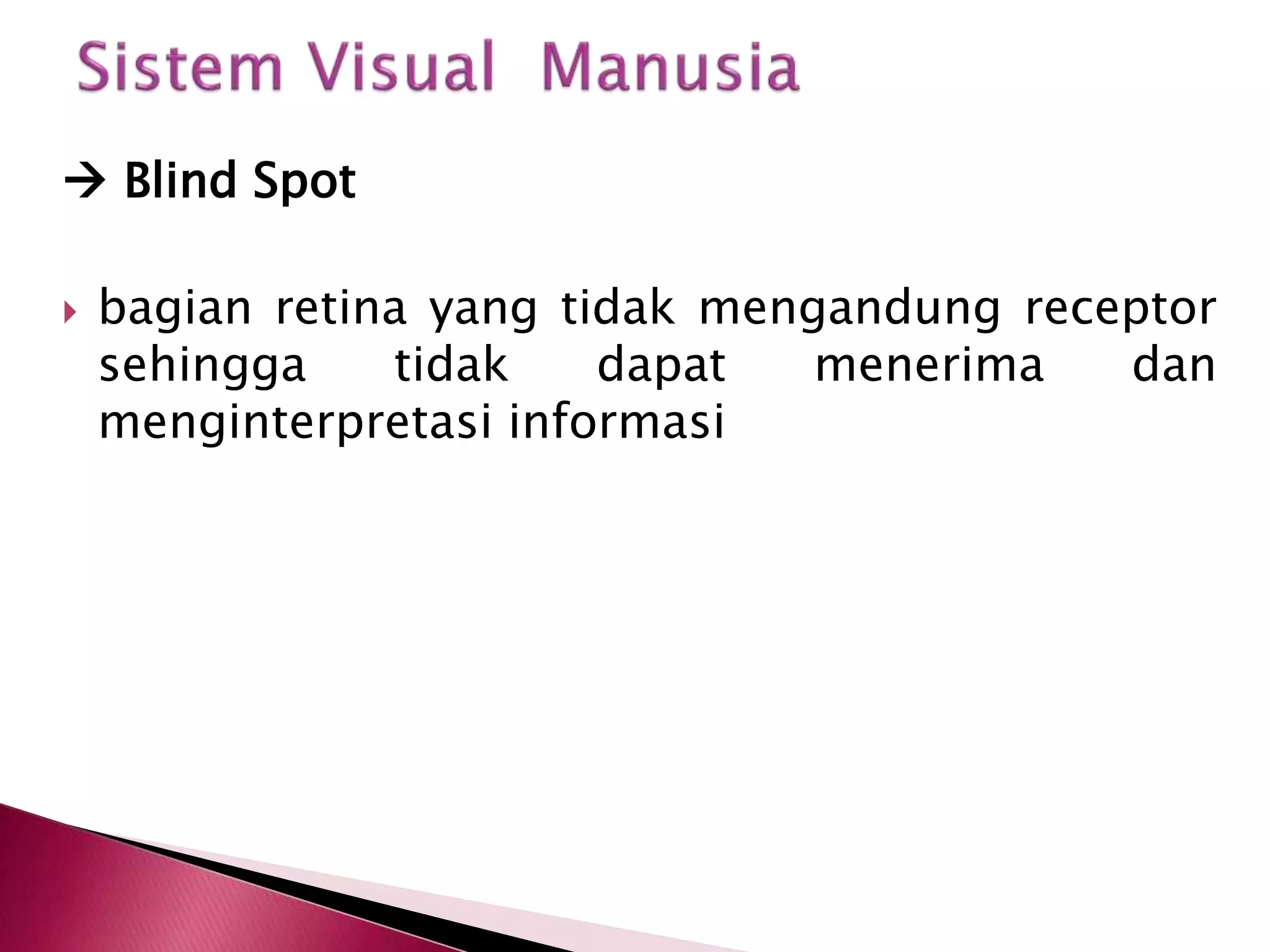  Blind Spot 
 bagian retina yang tidak mengandung receptor 
sehingga tidak dapat menerima dan 
menginterpretasi informasi 
 