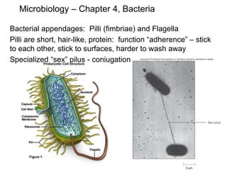 Microbiology – Chapter 4, Bacteria
Bacterial appendages: Pilli (fimbriae) and Flagella
Pilli are short, hair-like, protein: function “adherence” – stick
to each other, stick to surfaces, harder to wash away
Specialized “sex” pilus - conjugation
 