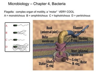 Microbiology – Chapter 4, Bacteria
Flagella: complex organ of motility, a “motor” VERY COOL
A = monotrichous B = amphitrichous C = lophotrichous D = peritrichous
 
