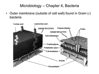 Microbiology – Chapter 4, Bacteria
• Outer membrane (outside of cell wall) found in Gram (-)
bacteria
 