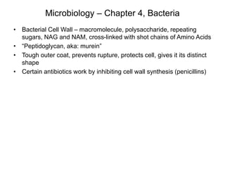 Microbiology – Chapter 4, Bacteria
• Bacterial Cell Wall – macromolecule, polysaccharide, repeating
sugars, NAG and NAM, cross-linked with shot chains of Amino Acids
• “Peptidoglycan, aka: murein”
• Tough outer coat, prevents rupture, protects cell, gives it its distinct
shape
• Certain antibiotics work by inhibiting cell wall synthesis (penicillins)
 