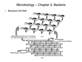 Microbiology – Chapter 4, Bacteria
• Bacterial Cell Wall
 