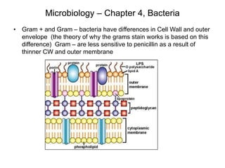 Microbiology – Chapter 4, Bacteria
• Gram + and Gram – bacteria have differences in Cell Wall and outer
envelope (the theory of why the grams stain works is based on this
difference) Gram – are less sensitive to penicillin as a result of
thinner CW and outer membrane
 
