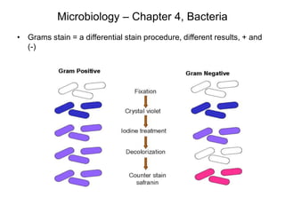 Microbiology – Chapter 4, Bacteria
• Grams stain = a differential stain procedure, different results, + and
(-)
 
