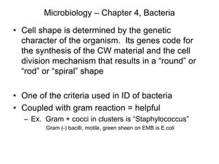 Microbiology – Chapter 4, Bacteria
• Cell shape is determined by the genetic
character of the organism. Its genes code for
the synthesis of the CW material and the cell
division mechanism that results in a “round” or
“rod” or “spiral” shape
• One of the criteria used in ID of bacteria
• Coupled with gram reaction = helpful
– Ex. Gram + cocci in clusters is “Staphylococcus”
Gram (-) bacilli, motile, green sheen on EMB is E.coli
 