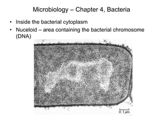 Microbiology – Chapter 4, Bacteria
• Inside the bacterial cytoplasm
• Nuceloid – area containing the bacterial chromosome
(DNA)
 
