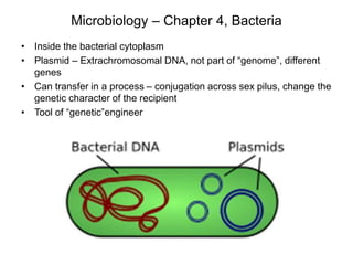Microbiology – Chapter 4, Bacteria
• Inside the bacterial cytoplasm
• Plasmid – Extrachromosomal DNA, not part of “genome”, different
genes
• Can transfer in a process – conjugation across sex pilus, change the
genetic character of the recipient
• Tool of “genetic”engineer
 