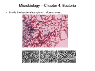 Microbiology – Chapter 4, Bacteria
• Inside the bacterial cytoplasm More spores:
 