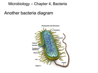 Microbiology – Chapter 4, Bacteria
Another bacteria diagram
 