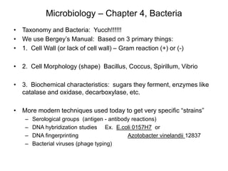 Microbiology – Chapter 4, Bacteria
• Taxonomy and Bacteria: Yucch!!!!!!
• We use Bergey’s Manual: Based on 3 primary things:
• 1. Cell Wall (or lack of cell wall) – Gram reaction (+) or (-)
• 2. Cell Morphology (shape) Bacillus, Coccus, Spirillum, Vibrio
• 3. Biochemical characteristics: sugars they ferment, enzymes like
catalase and oxidase, decarboxylase, etc.
• More modern techniques used today to get very specific “strains”
– Serological groups (antigen - antibody reactions)
– DNA hybridization studies Ex. E.coli 0157H7 or
– DNA fingerprinting Azotobacter vinelandii 12837
– Bacterial viruses (phage typing)
 