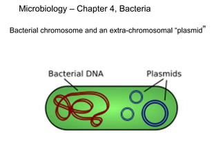 Microbiology – Chapter 4, Bacteria
Bacterial chromosome and an extra-chromosomal “plasmid”
 