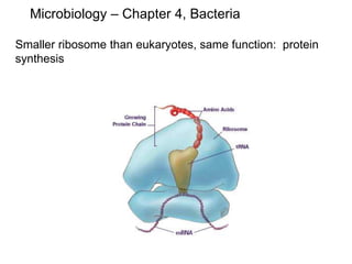 Microbiology – Chapter 4, Bacteria
Smaller ribosome than eukaryotes, same function: protein
synthesis
 