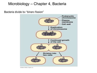 Microbiology – Chapter 4, Bacteria
Bacteria divide by “binary fission”
 