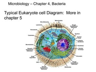 Microbiology – Chapter 4, Bacteria
Typical Eukaryote cell Diagram: More in
chapter 5
 