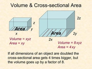 Volume & Cross-sectional Area

                                               2z
                  z
    Area      y
   x                       Area           2y
Volume = xyz              2x
Area = xy                       Volume = 8 xyz
                                Area = 4 xy
If all dimensions of an object are doubled the
cross-sectional area gets 4 times bigger, but
the volume goes up by a factor of 8.
 