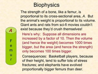 Biophysics
    The strength of a bone, like a femur, is
    proportional to its cross-sectional area, A. But
    the animal’s weight is proportional to its volume.
    Giant ants and rats from sci-fi movies couldn’t
A   exist because they’d crush themselves!
     Here’s why: Suppose all dimensions are
     increased by a factor of 10. Then the volume
F    (and hence the weight) becomes 1000 times
e    bigger, but the area (and hence the strength)
m    only becomes 100 times bigger.
u    Consequences: Basketball players, because
r    of their height, tend to suffer lots of stress
     fractures; and elephants have evolved
     proportionally bigger femurs than deer.
 