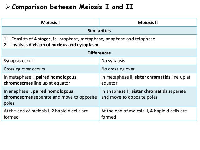 difference between prophase 1 and 2 difference between prophase 1 and 2