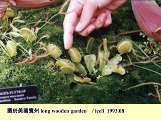 ze long wooden garden / iceli 1993.08
 