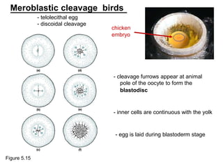 Meroblastic cleavage birds
- telolecithal egg
- discoidal cleavage
chicken
embryo
- cleavage furrows appear at animal
pole of the oocyte to form the
blastodisc
- inner cells are continuous with the yolk
- egg is laid during blastoderm stage
Figure 5.15
 