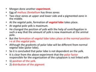 • Morgan done another experiment.
• Egg of mollusc Dentallium has three zones
• Two clear zones at upper and lower side and a pigmented zone in
the middle.
• At the vegetal pole, formation of vegetal lobe takes place.
• At vegetal pole yolk is maximum.
• He changed the position of yolk with the help of centrifugation in
such a way that the amount of yolk is now maximum at the animal
pole.
• But the formation of vegetal lobe takes place at the normal position
i-e at the vegetal pole.
• Although the gradients of polar lobe will be different from normal
vegetal lobe (polar lobe).
• So it is concluded that polar lobe is not dependent on the yolk.
• It is clear from the above experiment that the polar factor
responsible for the organization of the cytoplasm is not linked with
• 1) position of the yolk.
• 2) distribution of the pigment
 