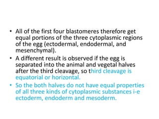 • All of the first four blastomeres therefore get
equal portions of the three cytoplasmic regions
of the egg (ectodermal, endodermal, and
mesenchymal).
• A different result is observed if the egg is
separated into the animal and vegetal halves
after the third cleavage, so third cleavage is
equatorial or horizontal.
• So the both halves do not have equal properties
of all three kinds of cytoplasmic substances i-e
ectoderm, endoderm and mesoderm.
 