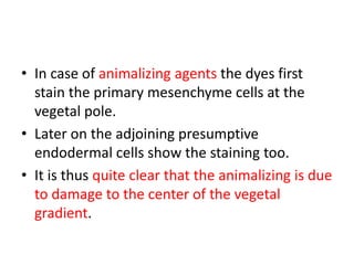 • In case of animalizing agents the dyes first
stain the primary mesenchyme cells at the
vegetal pole.
• Later on the adjoining presumptive
endodermal cells show the staining too.
• It is thus quite clear that the animalizing is due
to damage to the center of the vegetal
gradient.
 
