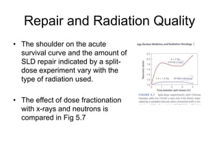 Chap 5 fractionated radiation and the dose rate effect | PPTX