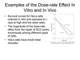Chap 5 fractionated radiation and the dose rate effect | PPTX