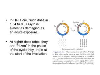 Chap 5 fractionated radiation and the dose rate effect | PPTX