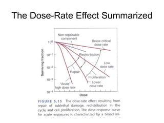Chap 5 fractionated radiation and the dose rate effect | PPTX