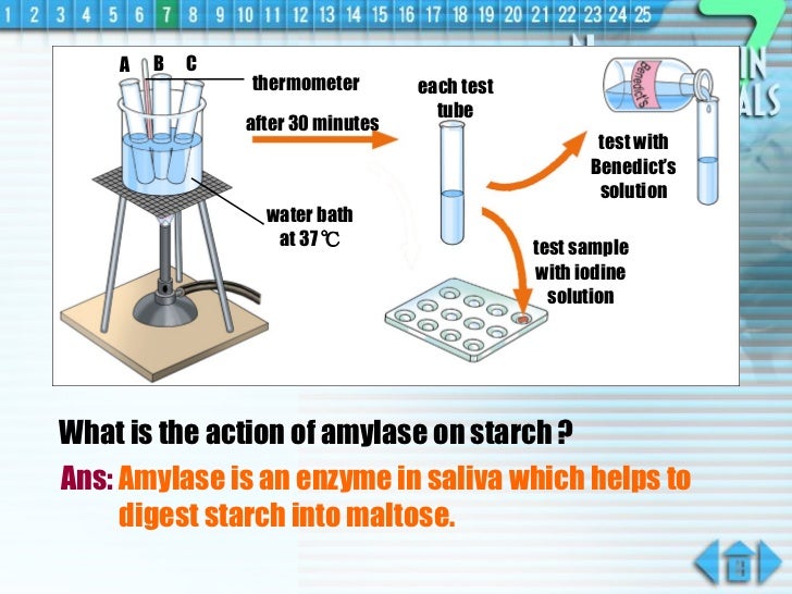 effect of amylase on starch experiment