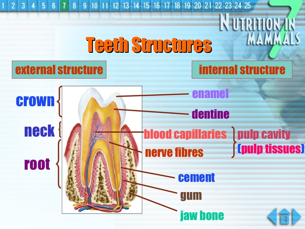 nutrition in animals