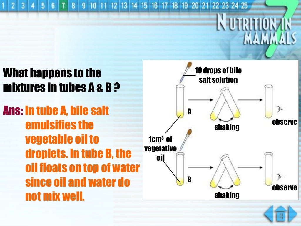 nutrition in animals